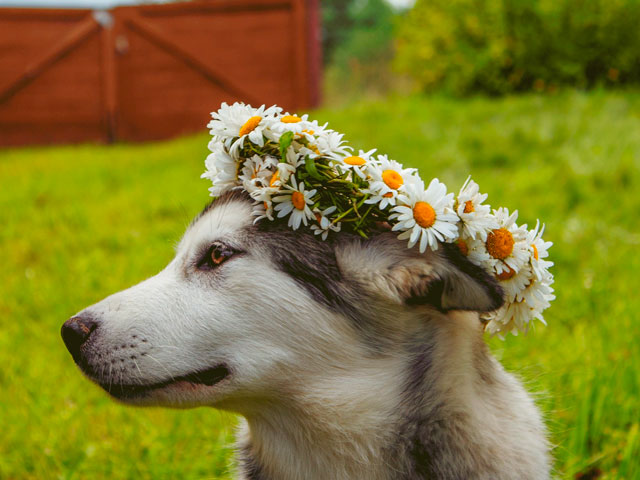 chien portant une couronne de fleurs