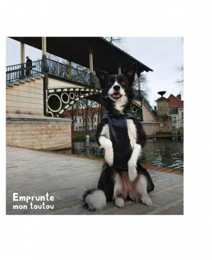 Border collie posant devant le Pont Napoléon à lille