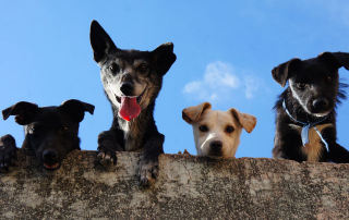 CHIENS PAR-DESSUS UN MUR