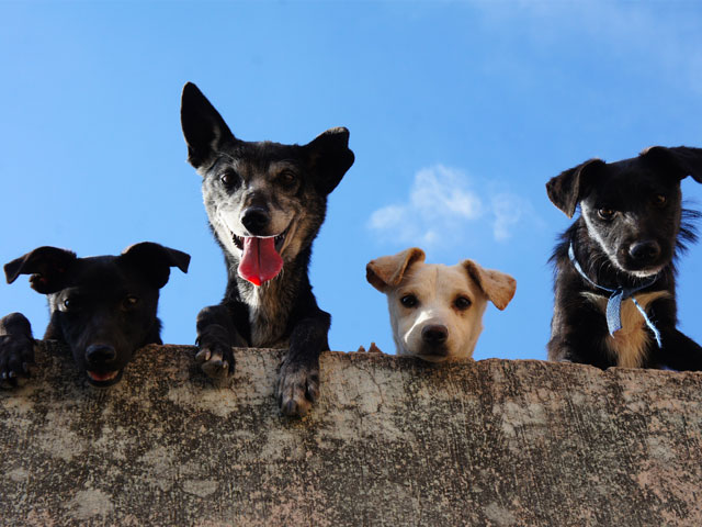 CHIENS PAR-DESSUS UN MUR