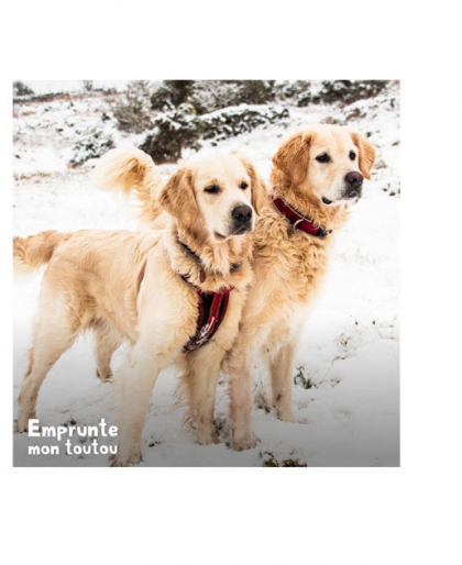 2 Goldens retrievers debouts dans la neige