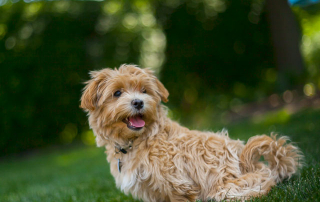 photo de chien maltipoo