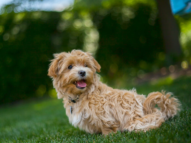 photo de chien maltipoo