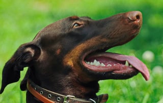 gros plan de chien doberman