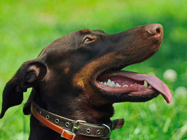 gros plan de chien doberman