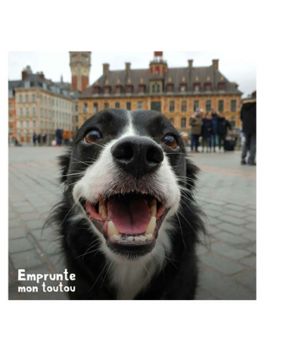 Border Collie sur la Grand Place de Lille