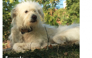 chien allongé dans l'herbe