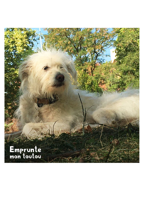 chien allongé dans l'herbe