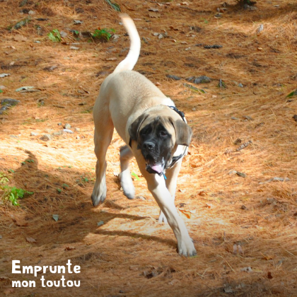 chien mastiff