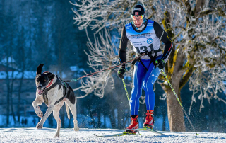 Homme pratiquant le ski-joering avec son chien
