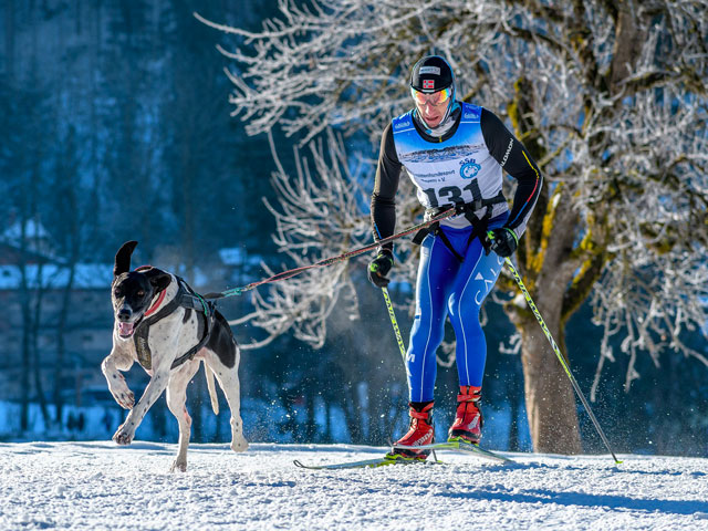 Homme pratiquant le ski-joering avec son chien