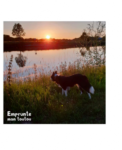 chien devant un étang au coucher du soleil