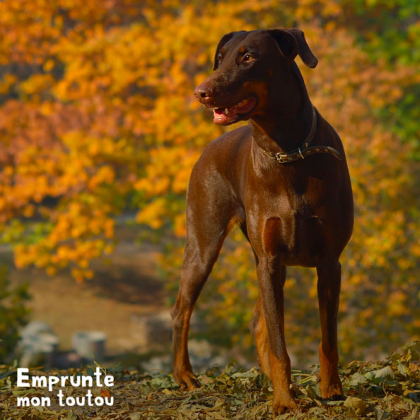 chien doberman marron