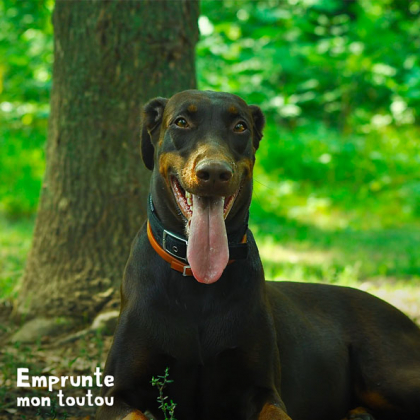 Chien doberman marron et feu