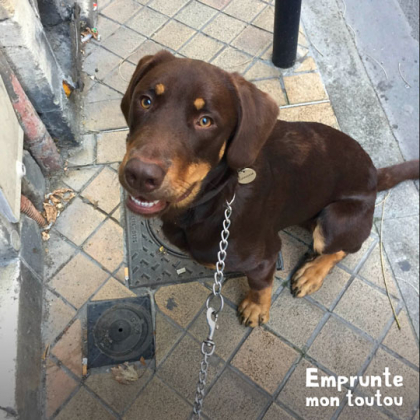 chien croisé labrador et beauceron