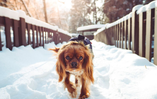 Cavalier king charles marchant dans la neige