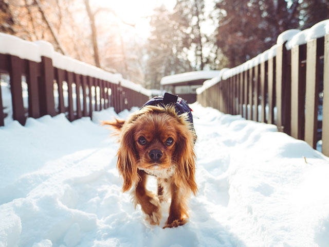 Cavalier king charles marchant dans la neige