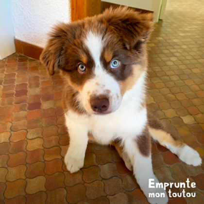 chiot berger australien rouge tricolore