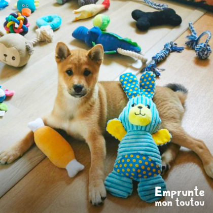 chiot Shiba inu entouré de jouets