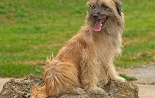 CHIEN BERGER DES PYRENEES ASSIS SUR UN ROCHER