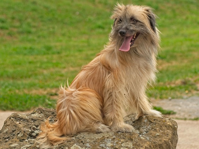 CHIEN BERGER DES PYRENEES ASSIS SUR UN ROCHER