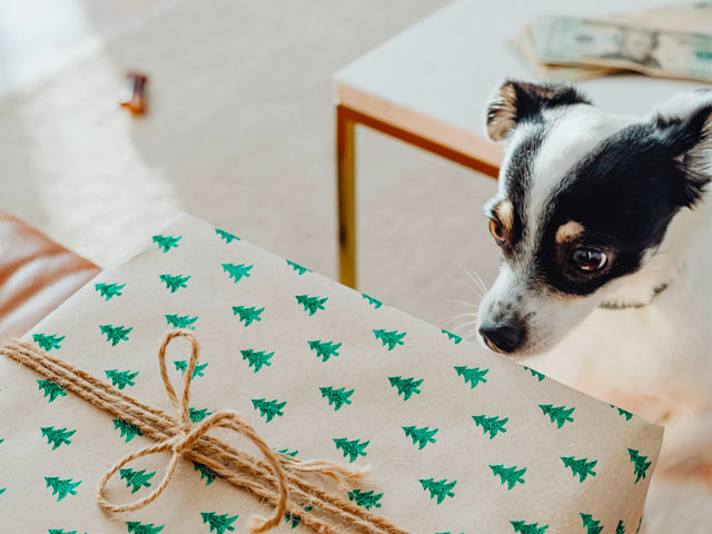 Offrir un cadeau à son chien : 20 idées de cadeaux pour chiens