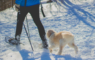 Homme pratiquant la cani-raquettes avec son chien