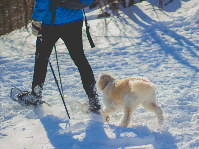 Homme pratiquant la cani-raquettes avec son chien