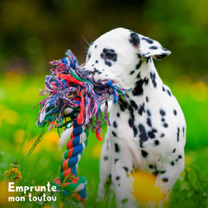 Dalmatien tenant une corde dans la gueule