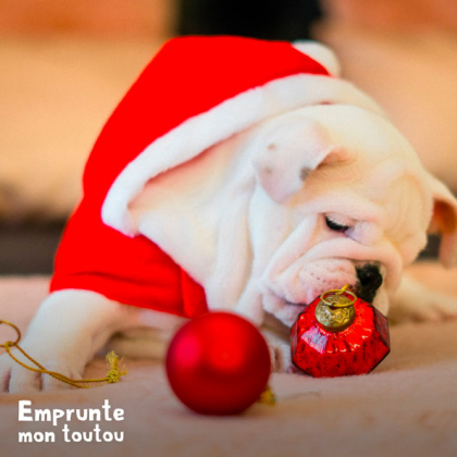 CHIOT BOULEDOGUE JOUANT AVEC BOULES DE NOEL