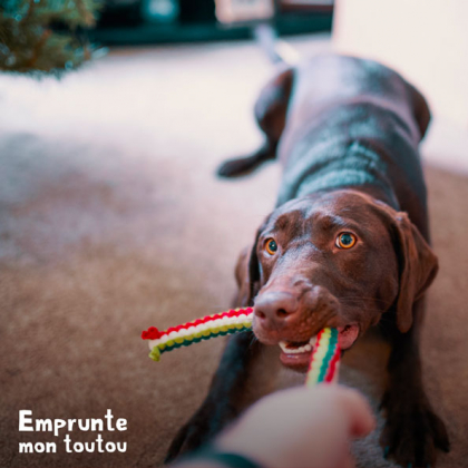 chien tirant sur une corde