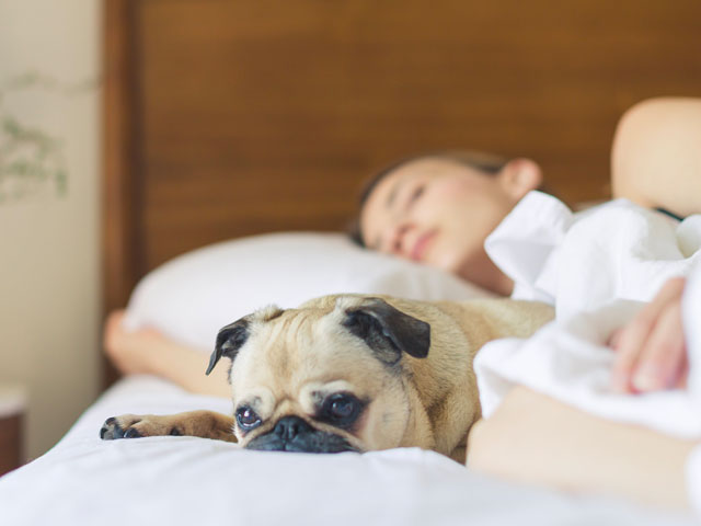 jeune femme dormant avec son chien