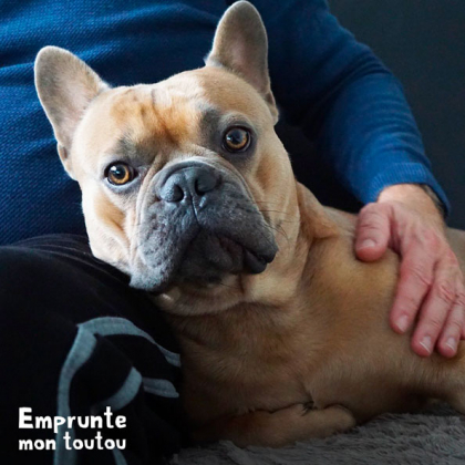 bouledogue se faisant caresser