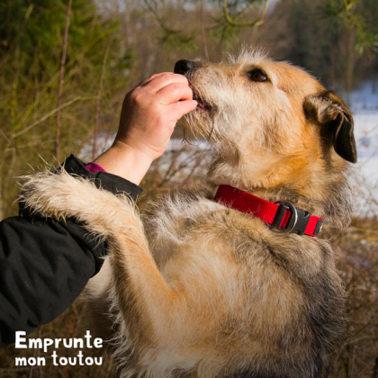 CHIEN RECOMPENSÉ PAR UNE FRIANDISE