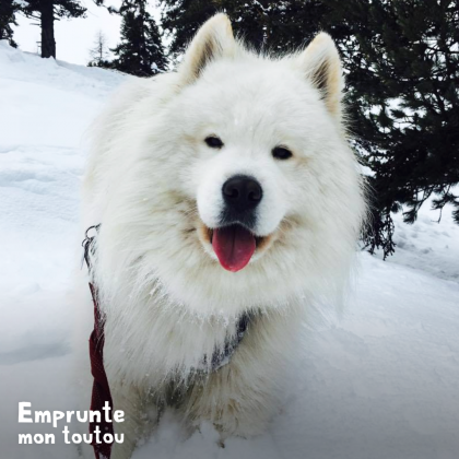 chien samoyède dans la neige