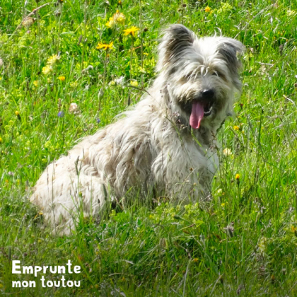 Chien Berger des Pyrénées Assis dans l'herbe