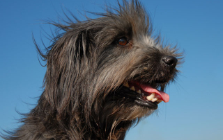 CHIEN DE RACE BERGER DES PYRENEES