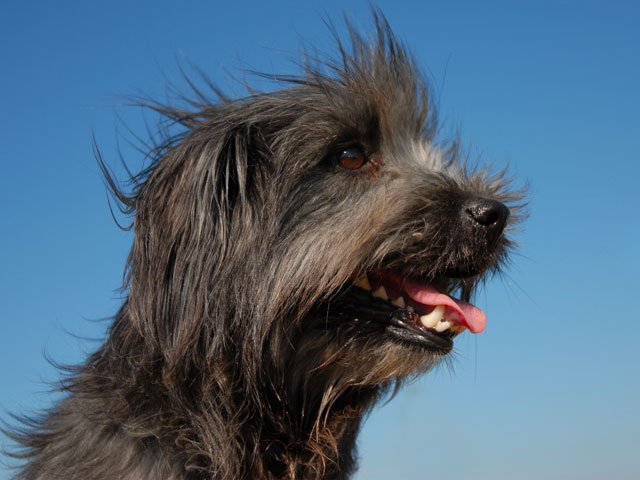 CHIEN DE RACE BERGER DES PYRENEES