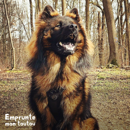 chien Eurasier noir et feu