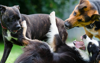 grands chiens s'amusant