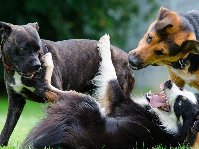 grands chiens s'amusant