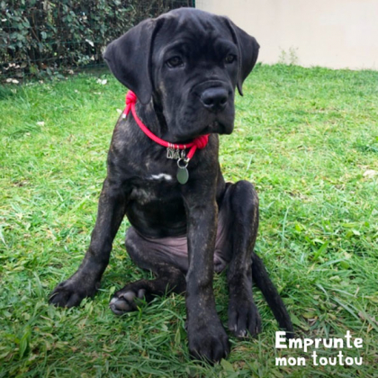 chiot cane corso 