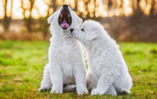 2 chiots dont l'un est en train de bâiller