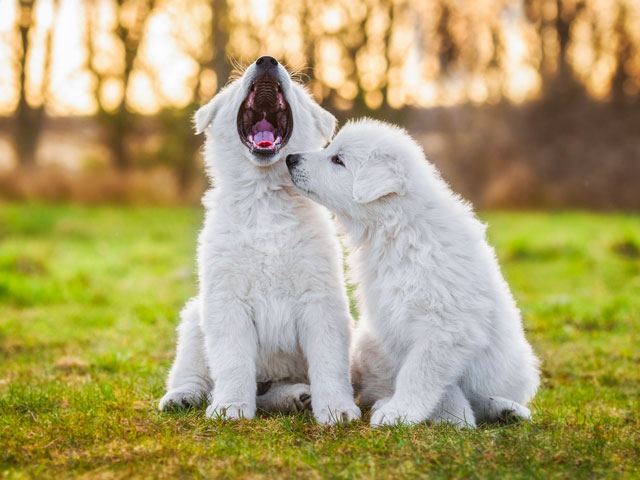 2 chiots dont l'un est en train de bâiller