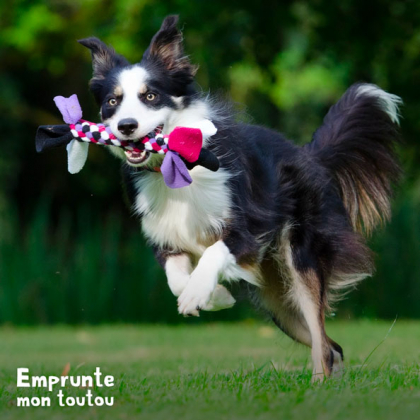 L'instinct de prédation chez le chien : chien jouant avec une corde à noeuds