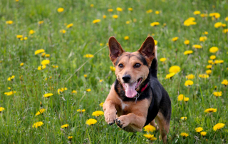 Chien courant dans l'herbe