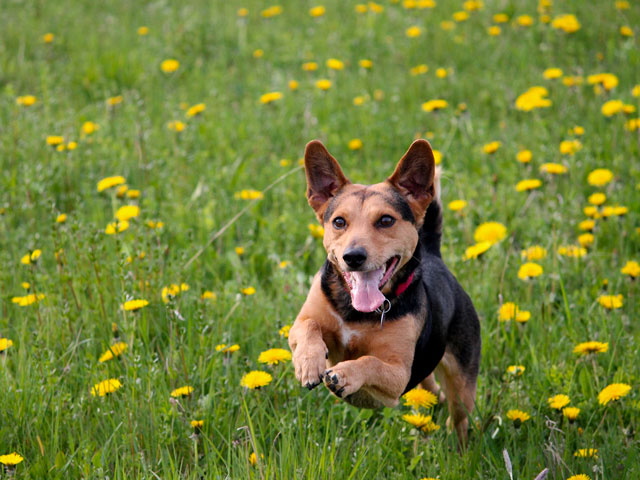 Chien courant dans l'herbe