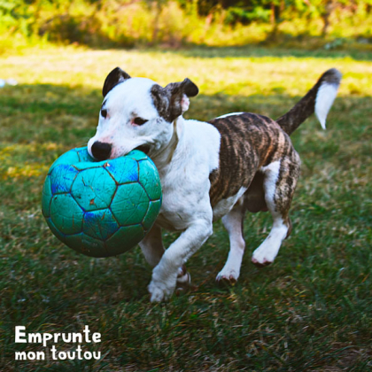 instinct de prédation chez le chien : attention aux jeux de lancer