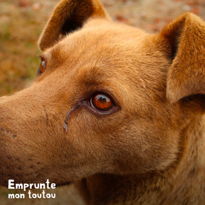 chien présentant un écoulement oculaire