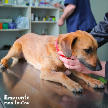 chien sur la table du vétérinaire